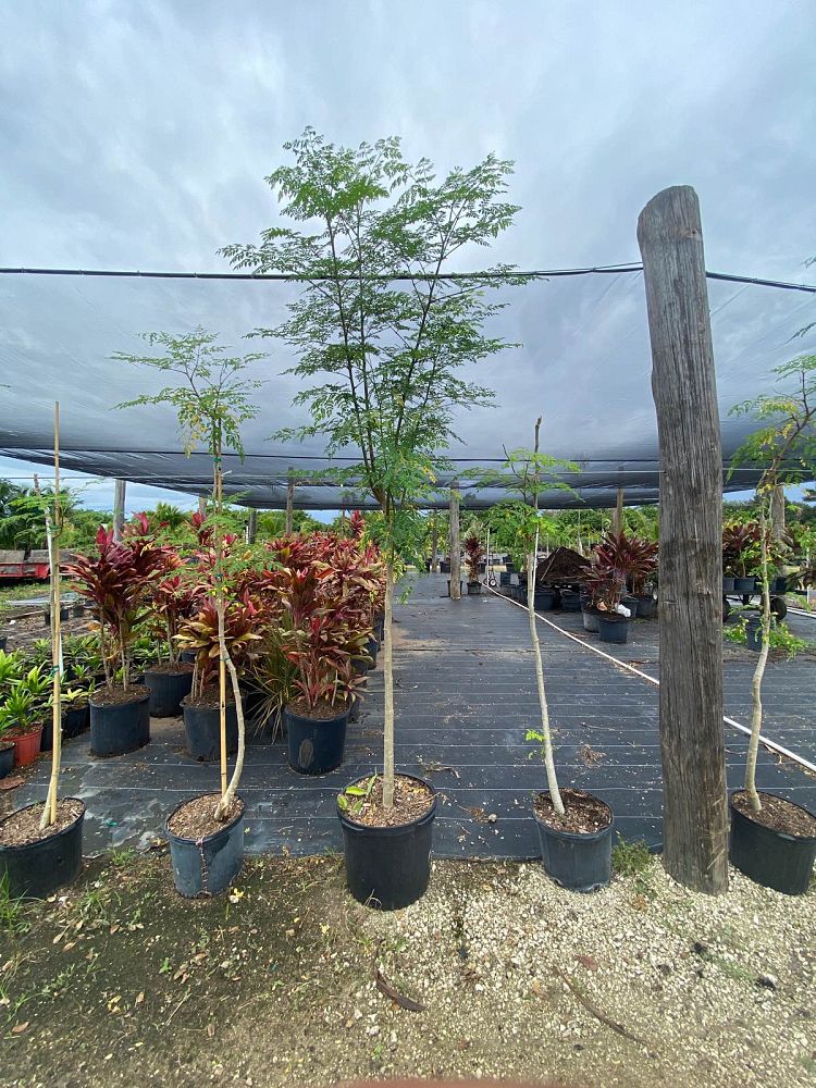 moringa