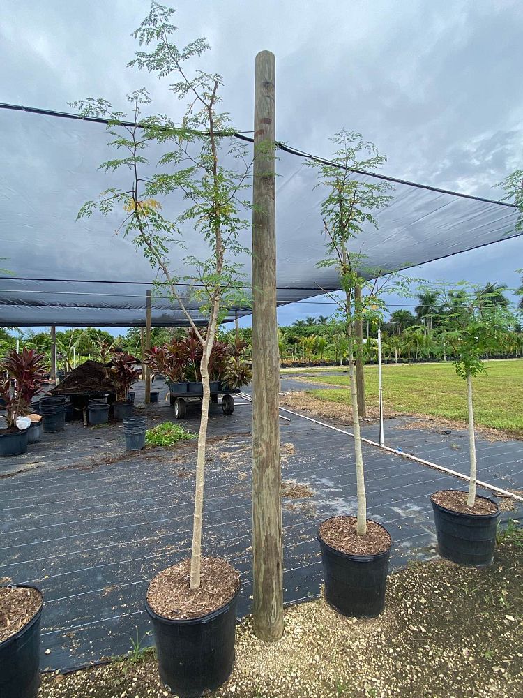 moringa