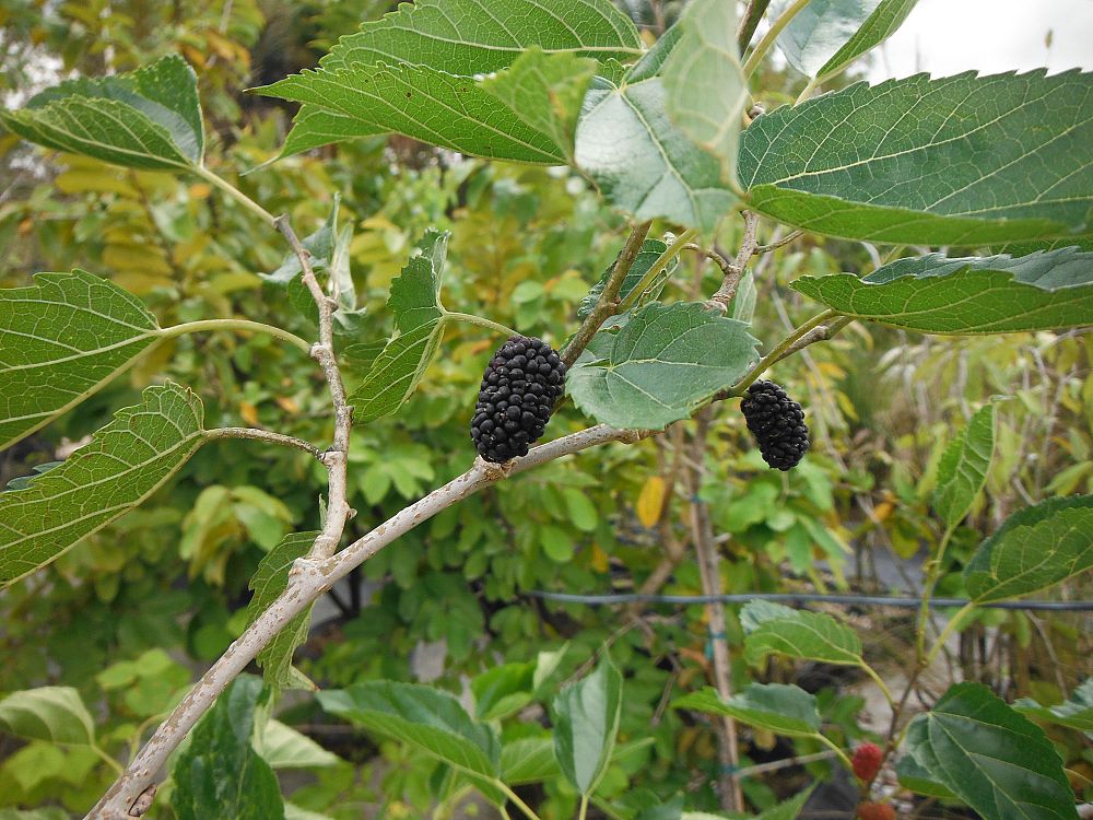 morus-alba-illinois-everbearing-white-mulberry