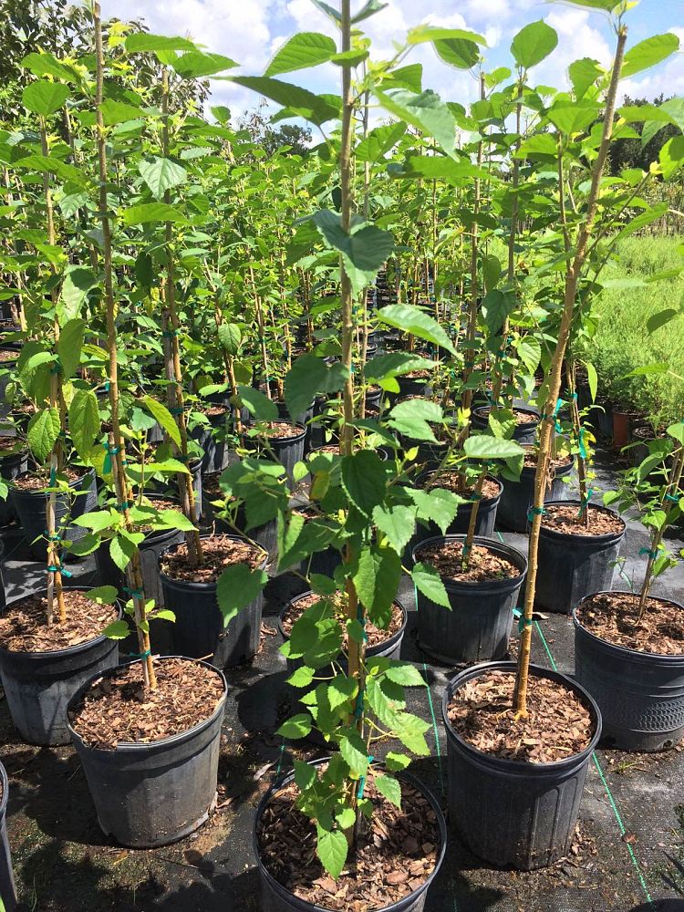 morus-nigra-black-mulberry