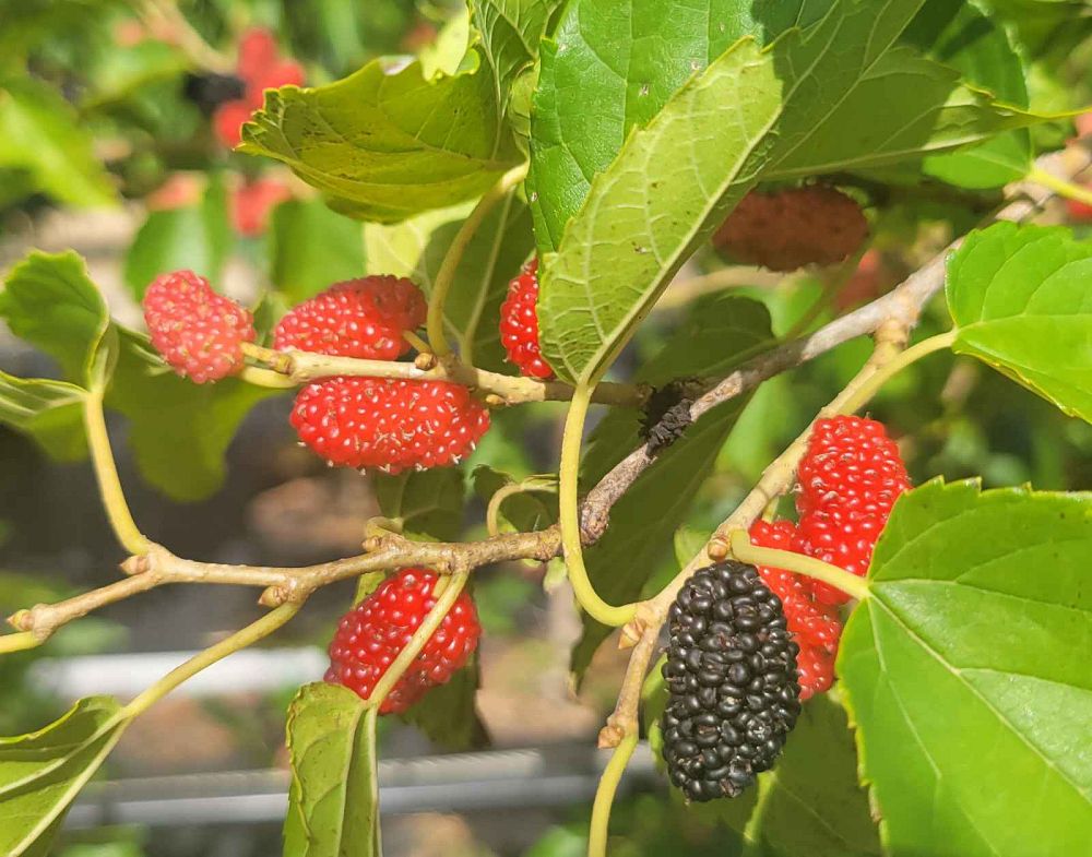 morus-nigra-black-mulberry