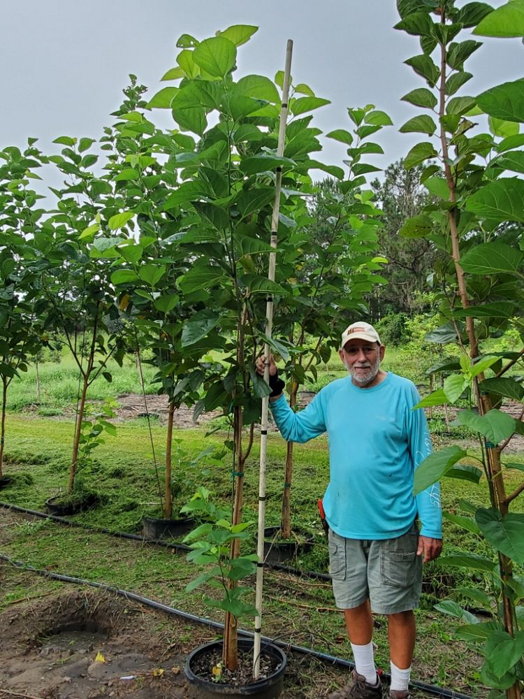 morus-nigra-black-mulberry
