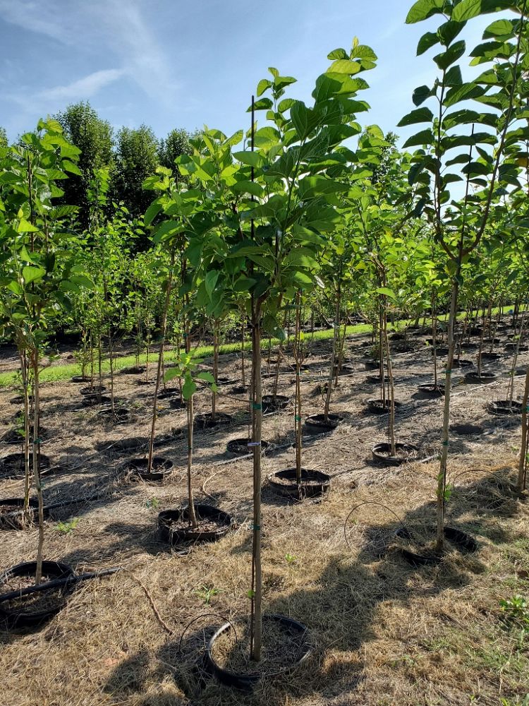 morus-nigra-black-mulberry