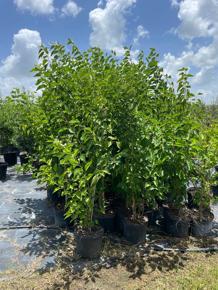 morus-nigra-black-mulberry