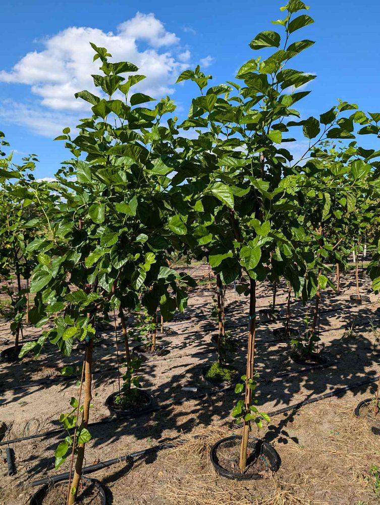 morus-nigra-black-mulberry