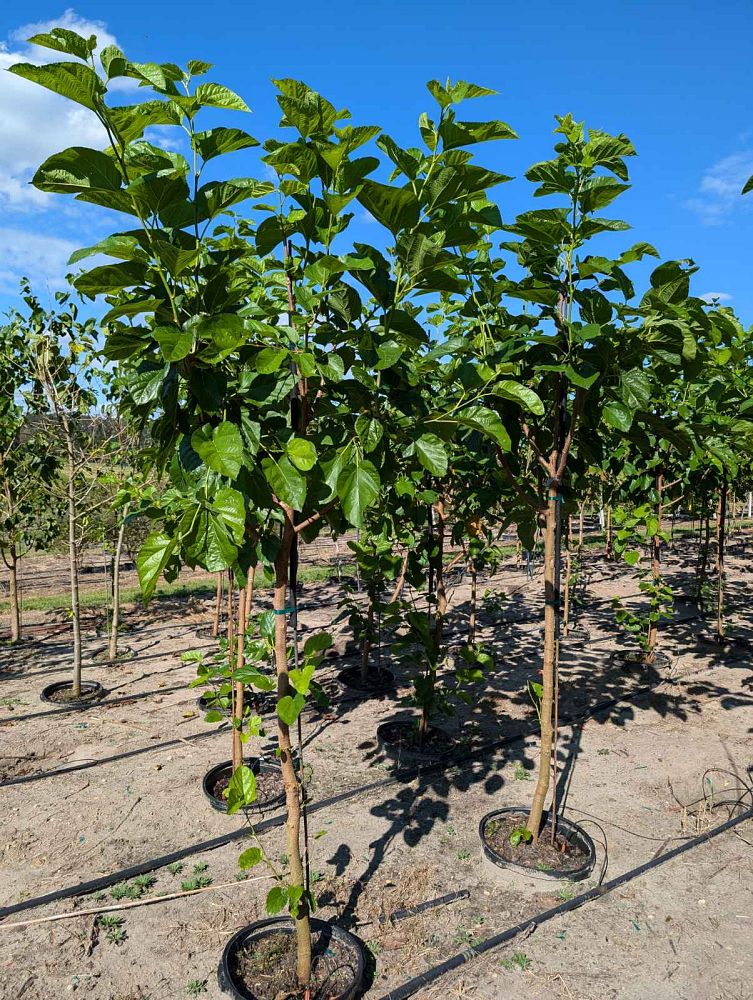 morus-nigra-black-mulberry