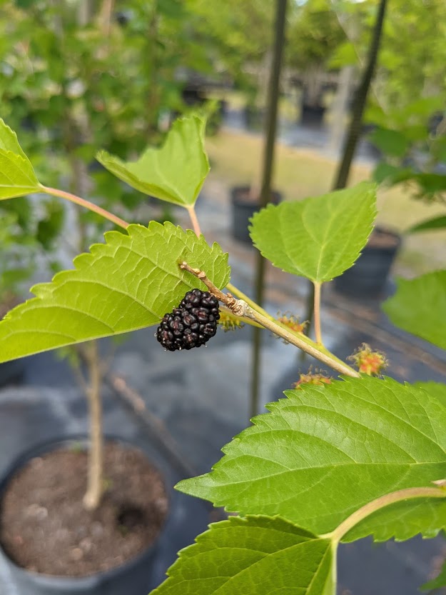 morus-nigra-dwarf-everbearing-black-mulberry