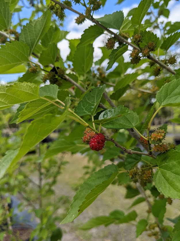 morus-nigra-dwarf-everbearing-black-mulberry