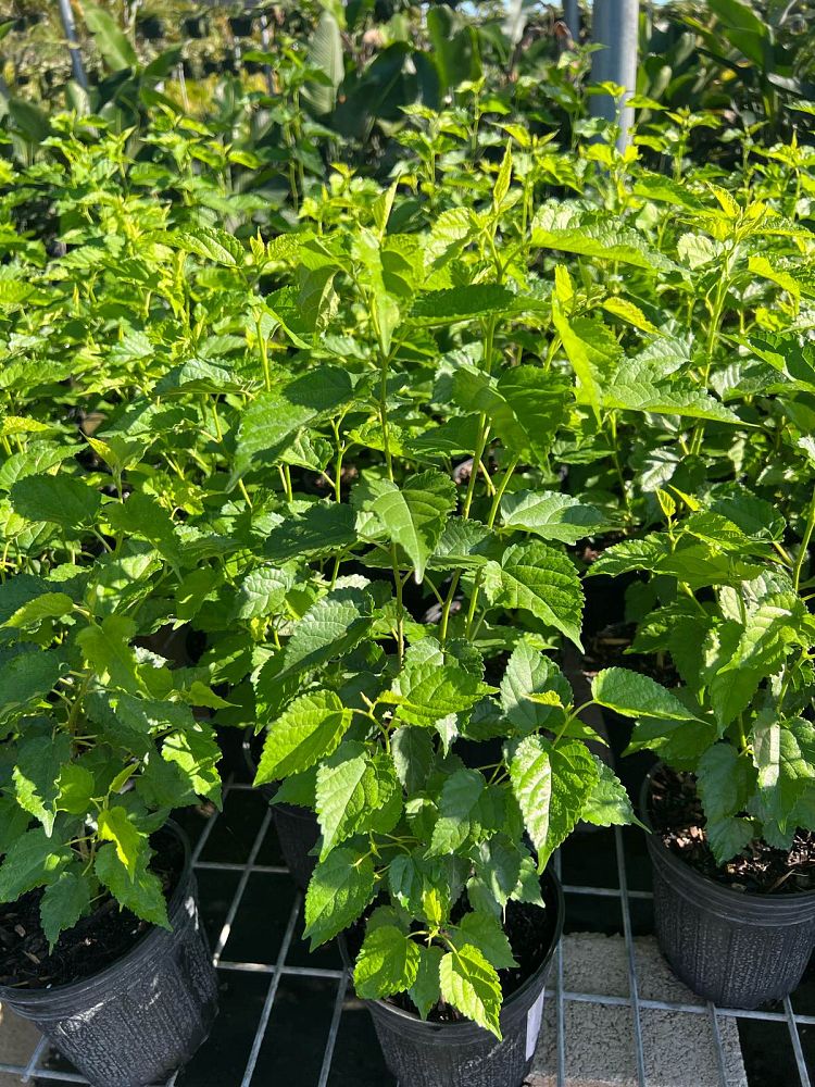 morus-nigra-dwarf-everbearing-black-mulberry