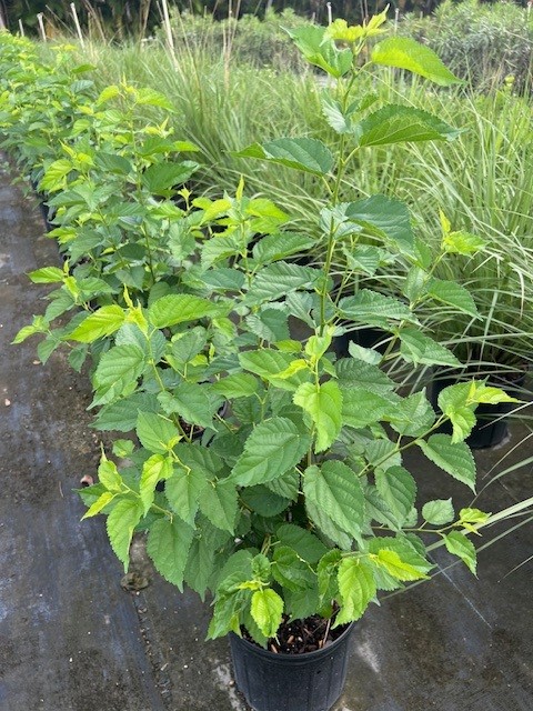 morus-nigra-dwarf-everbearing-black-mulberry