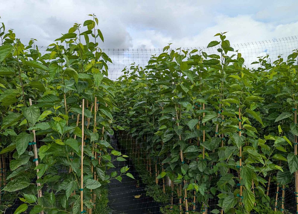 morus-nigra-everbearing-black-mulberry