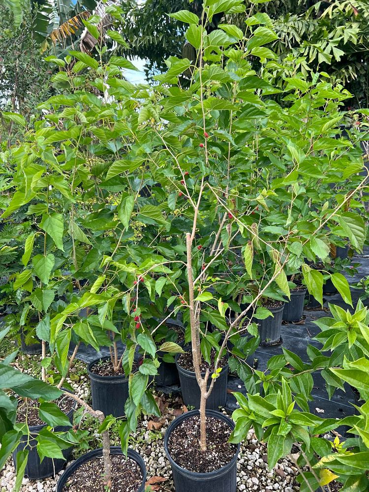 morus-nigra-everbearing-black-mulberry