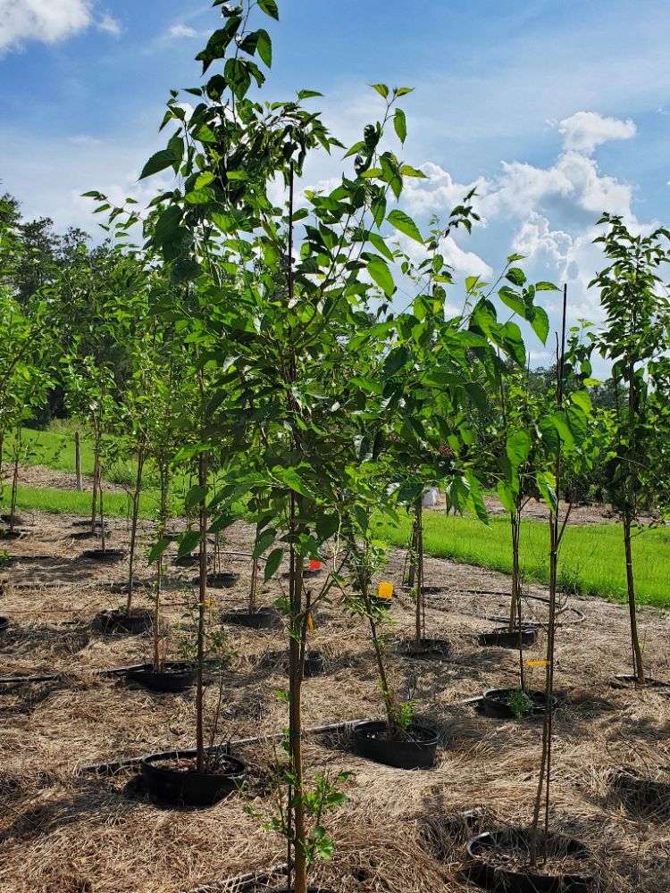 morus-nigra-everbearing-black-mulberry