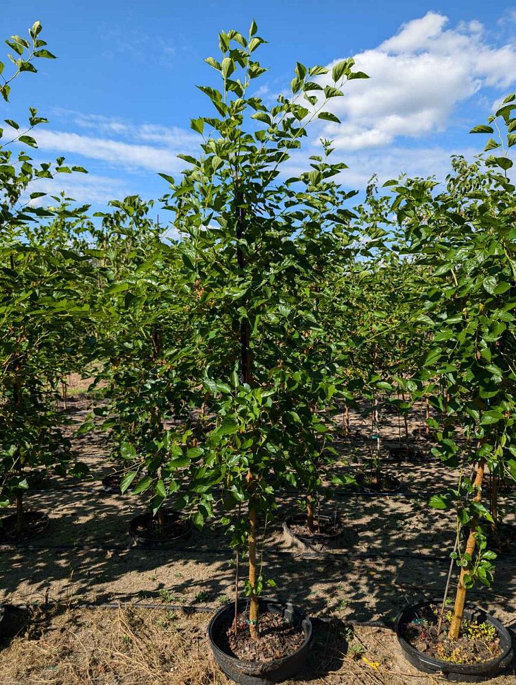 morus-nigra-everbearing-black-mulberry