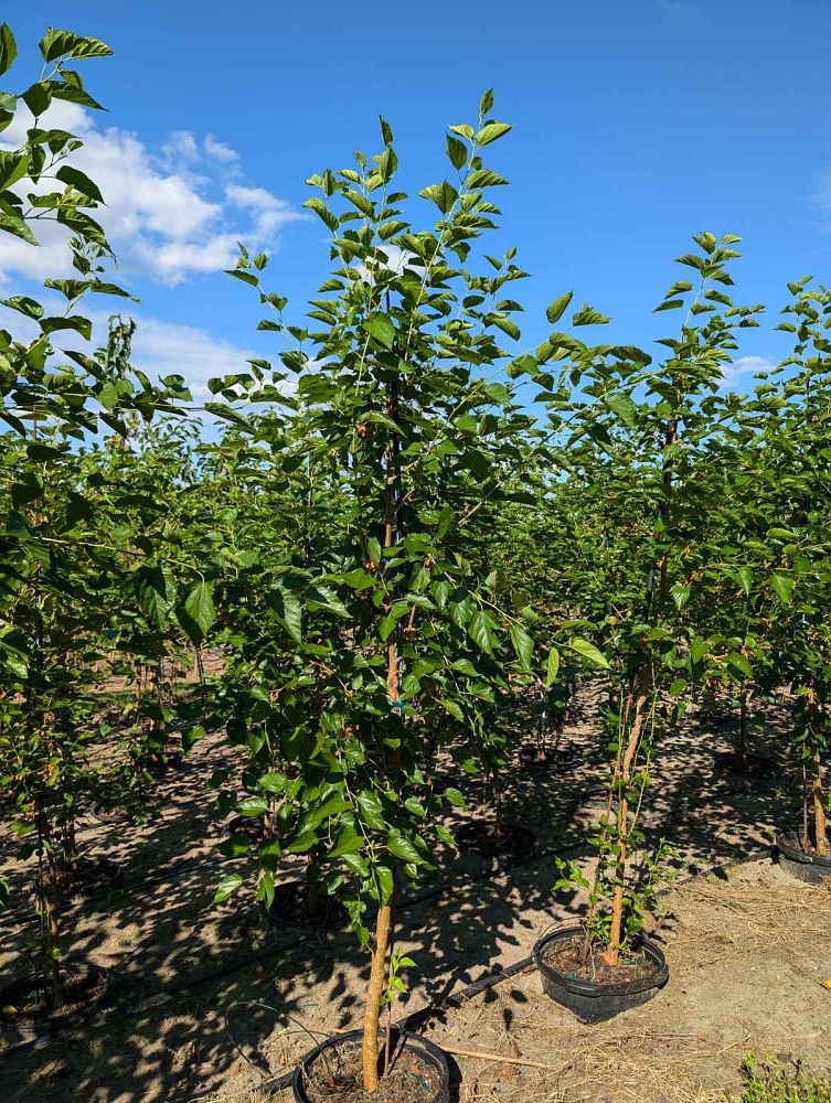 morus-nigra-everbearing-black-mulberry