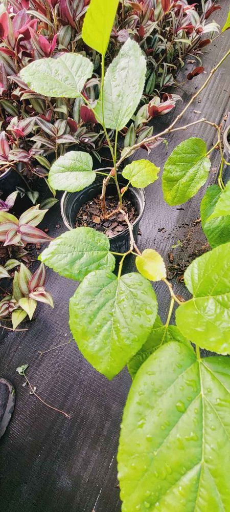 morus-nigra-everbearing-black-mulberry