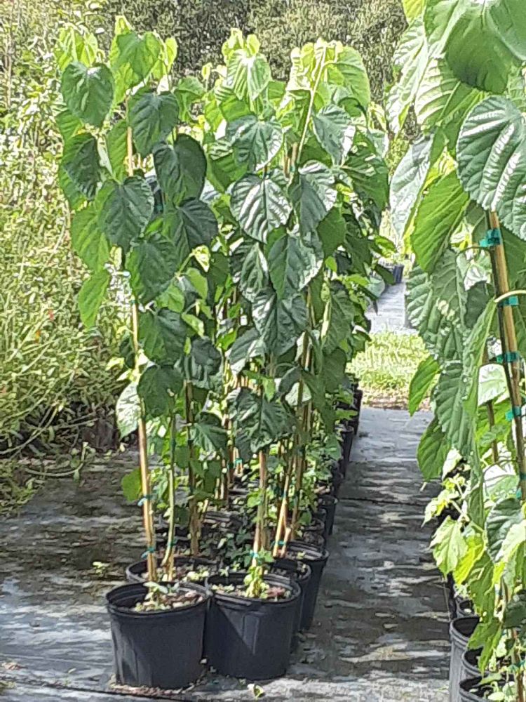 morus-nigra-pakistani-black-mulberry