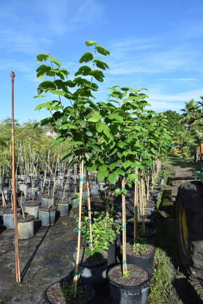 morus-rubra-red-mulberry