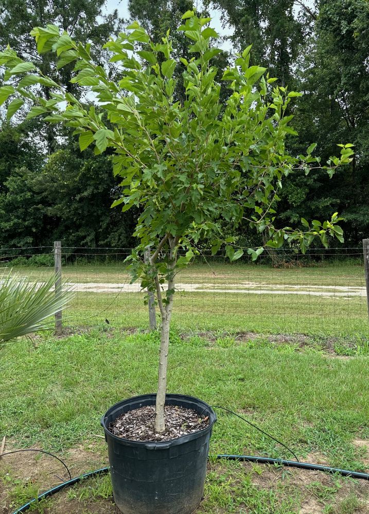 morus-rubra-red-mulberry