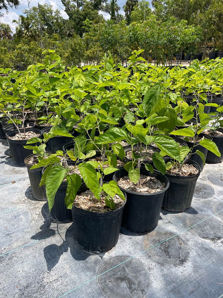 morus-rubra-red-mulberry