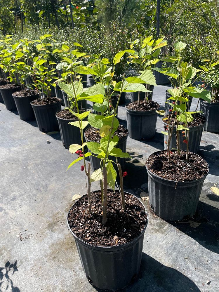 morus-rubra-red-mulberry