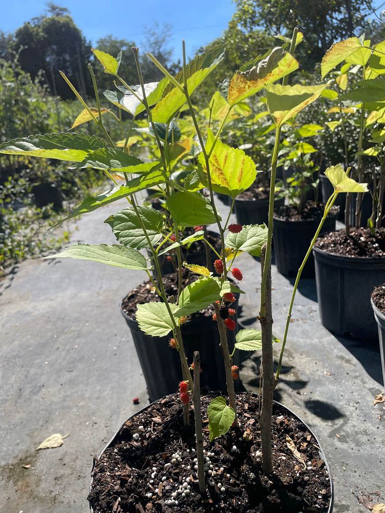 morus-rubra-red-mulberry