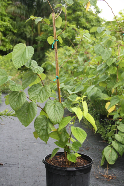morus-spp-mulberry