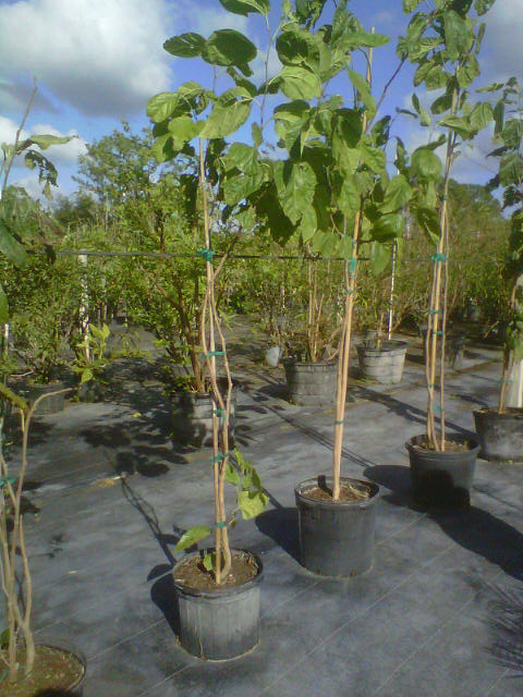 morus-spp-mulberry