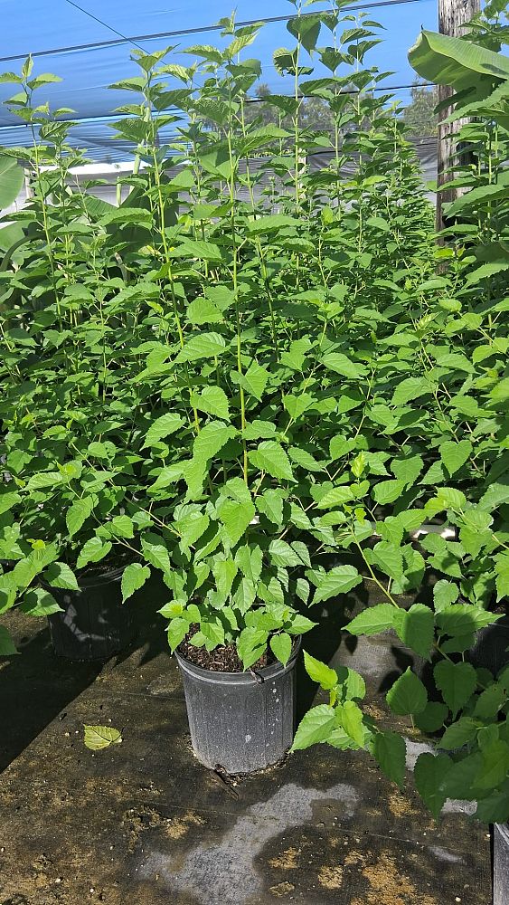 morus-spp-mulberry