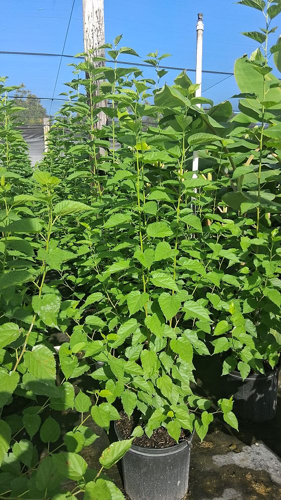 morus-spp-mulberry