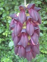 mucuna-jade-vines