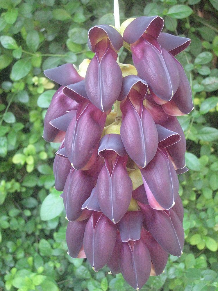 mucuna-nigricans-black-jade
