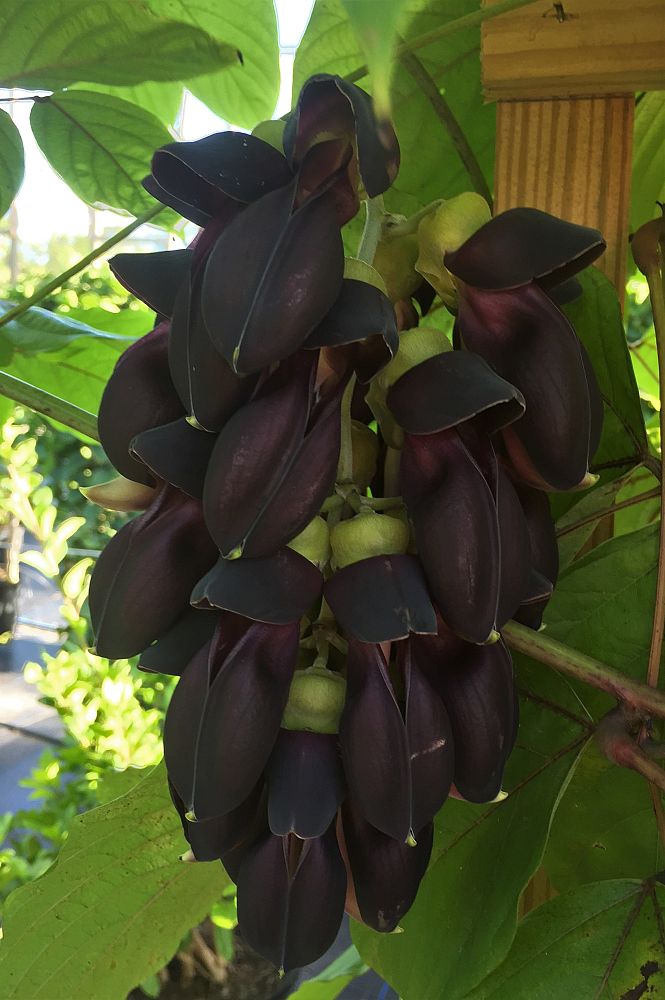 mucuna-nigricans-black-jade
