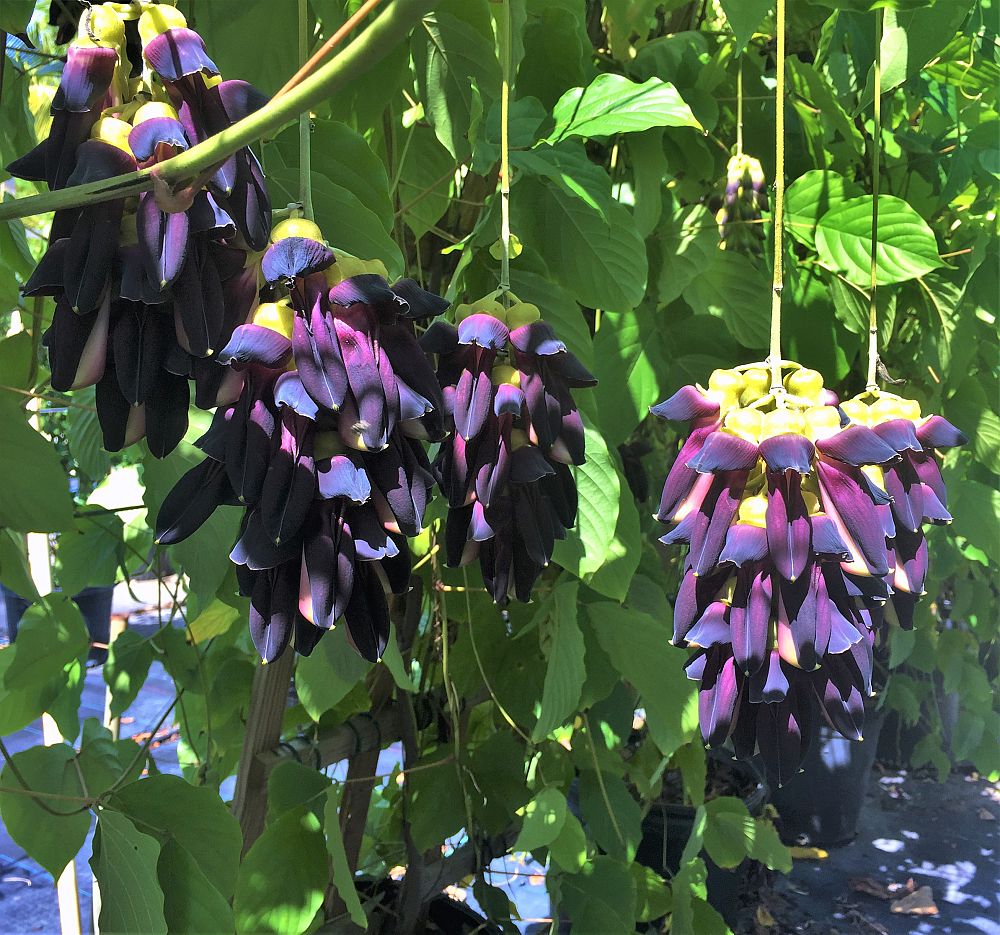 mucuna-nigricans-black-jade