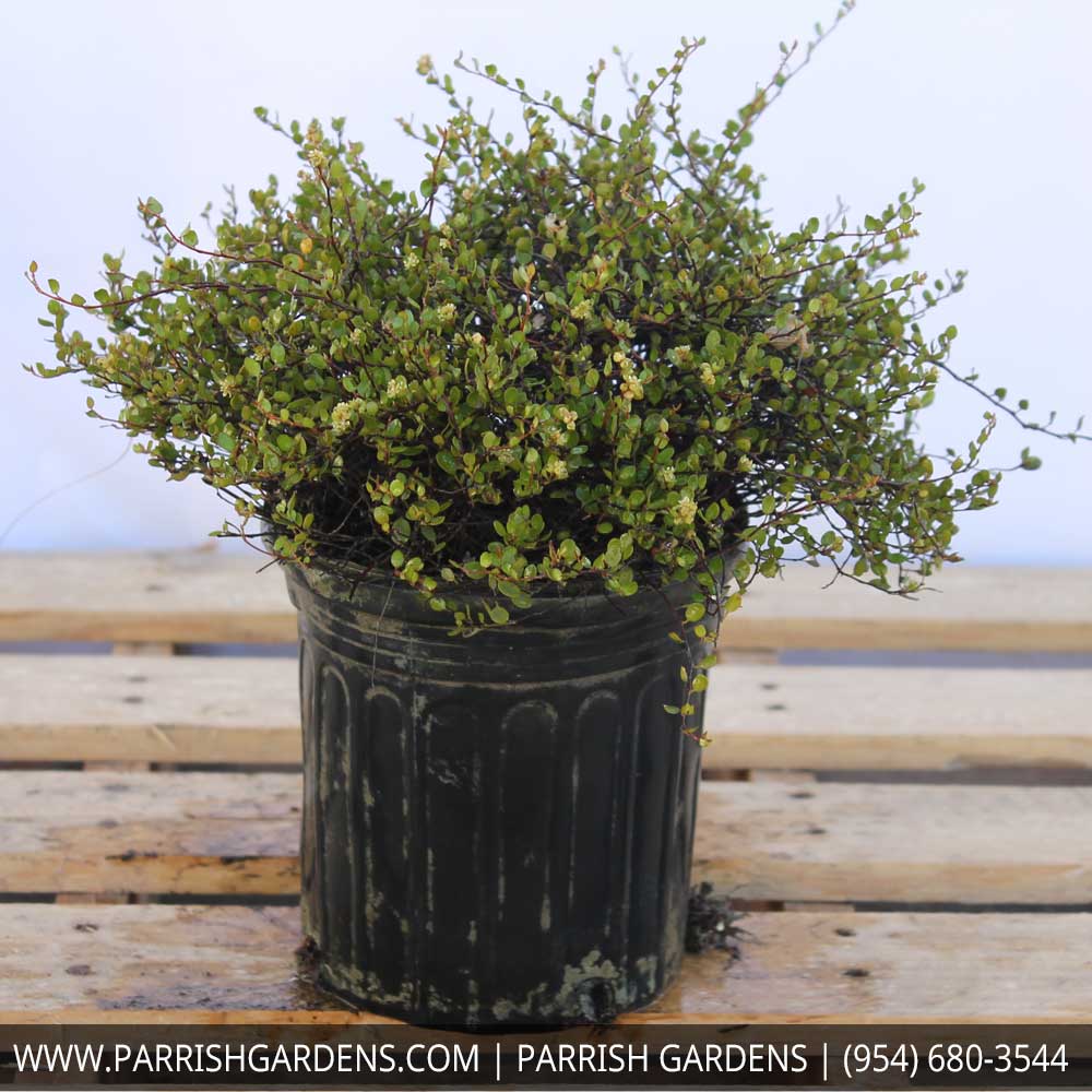 muehlenbeckia-axillaris-creeping-wire-vine-angel-vine