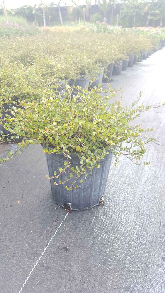 muehlenbeckia-axillaris-creeping-wire-vine-angel-vine