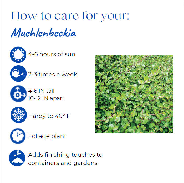 muehlenbeckia-complexa-wire-vine-maidenhair-vine