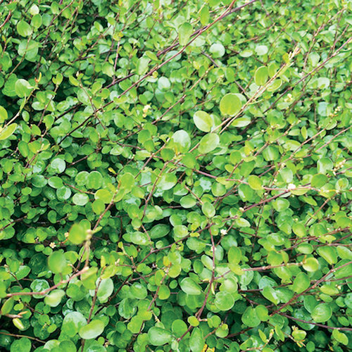 muehlenbeckia-complexa-wire-vine-maidenhair-vine