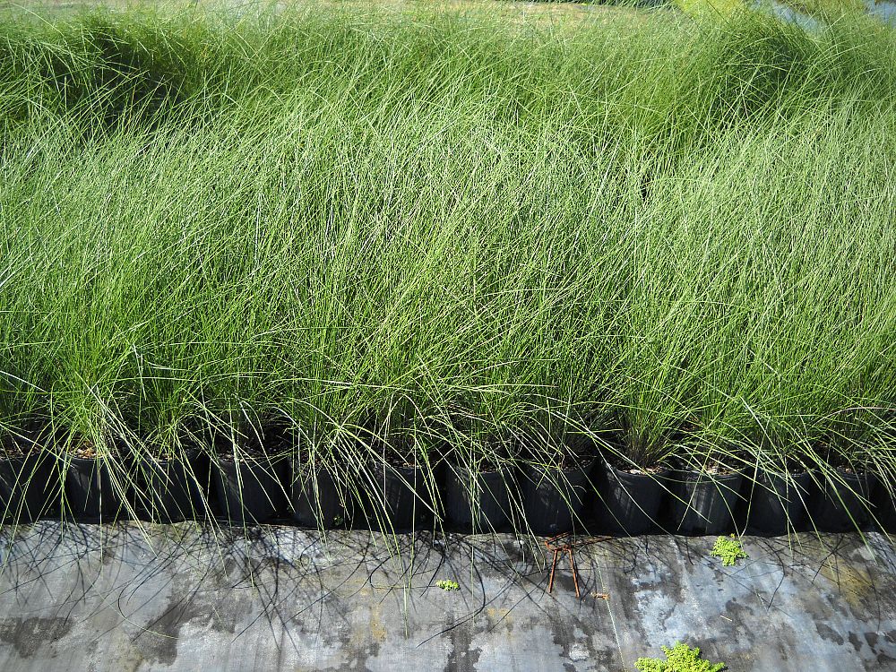 Locate & Find Wholesale Plants