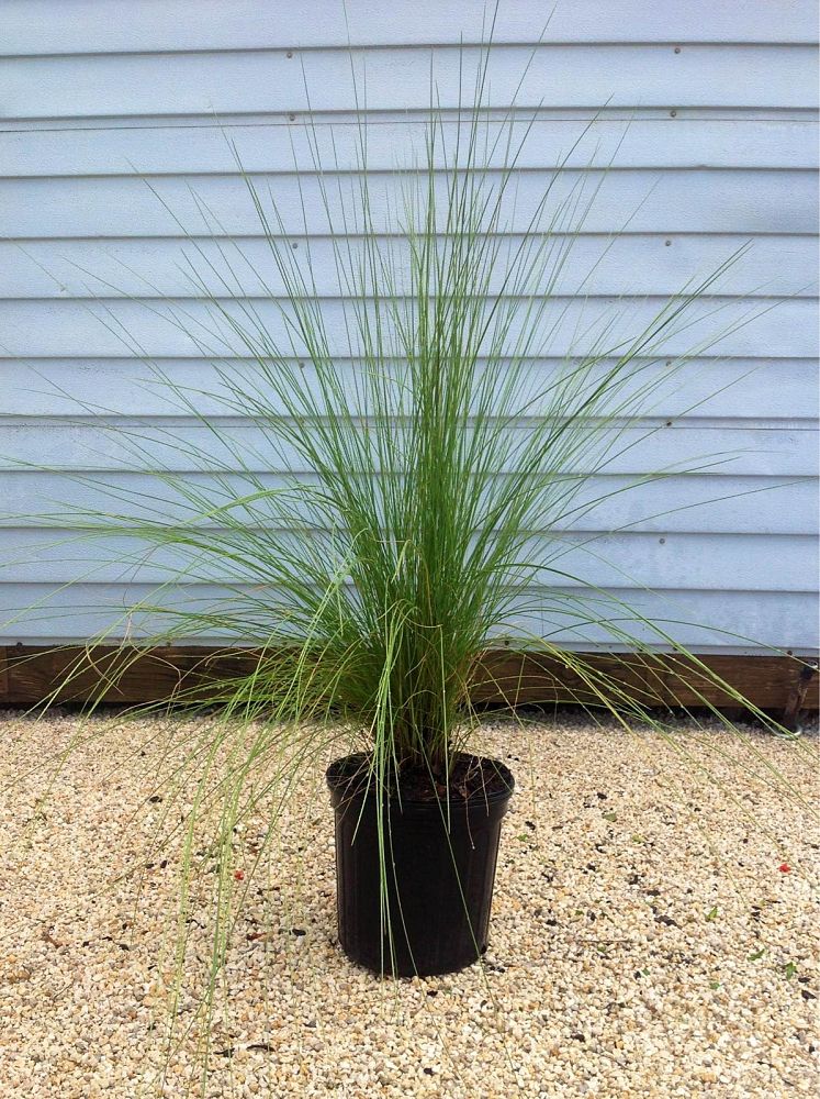muhlenbergia-capillaris-gulf-coast-muhly-grass-hair-awn-muhly-pink-muhly-grass
