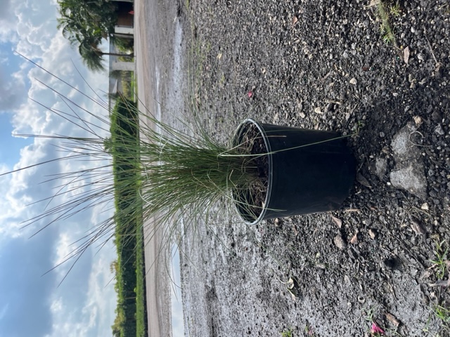 muhlenbergia-capillaris-gulf-coast-muhly-grass-hair-awn-muhly-pink-muhly-grass