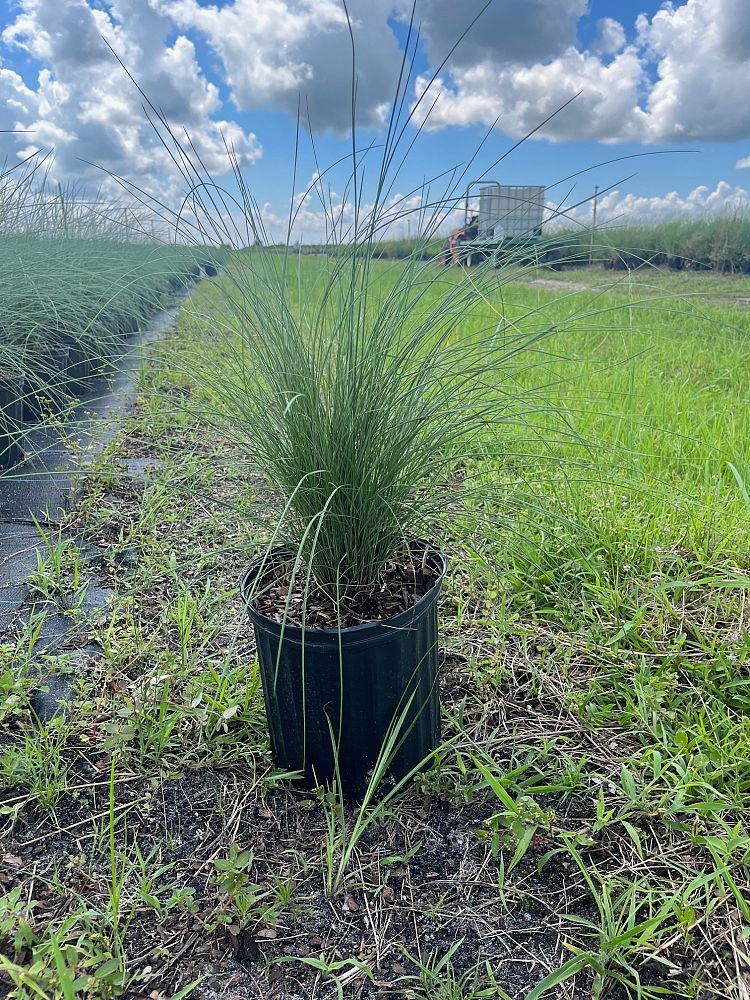 muhlenbergia-capillaris-gulf-coast-muhly-grass-hair-awn-muhly-pink-muhly-grass