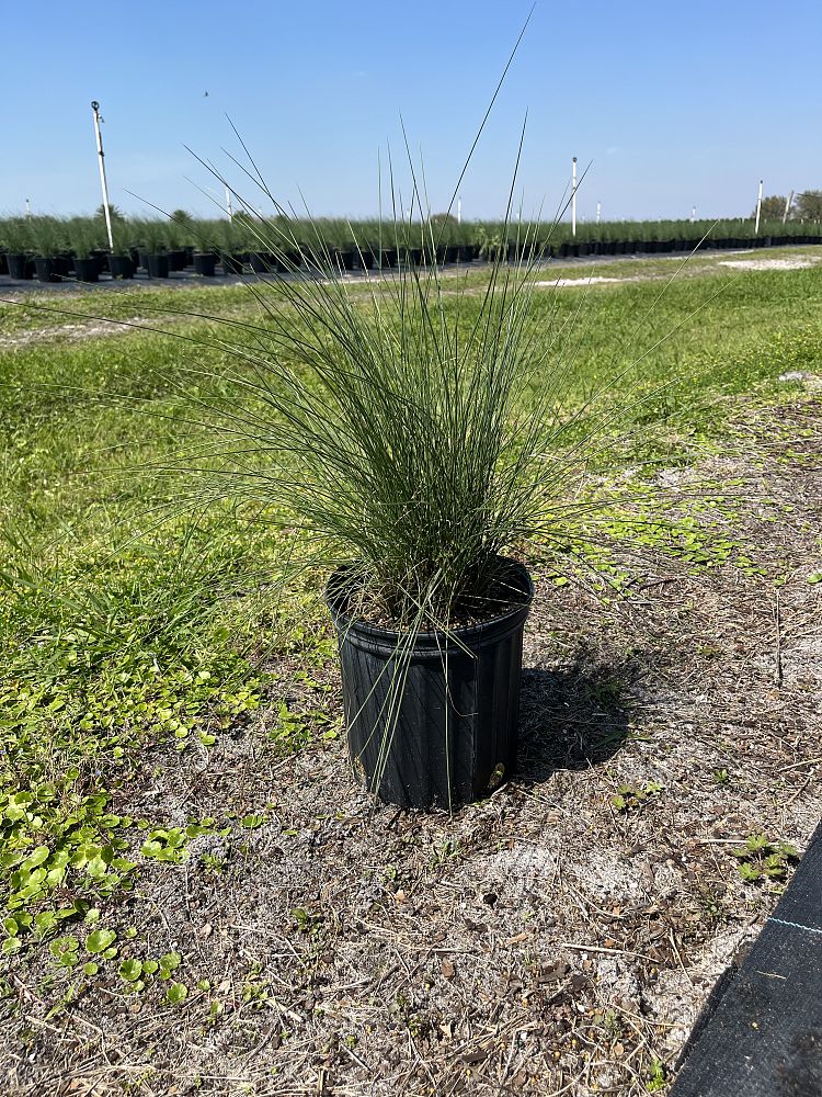 muhlenbergia-capillaris-gulf-coast-muhly-grass-hair-awn-muhly-pink-muhly-grass