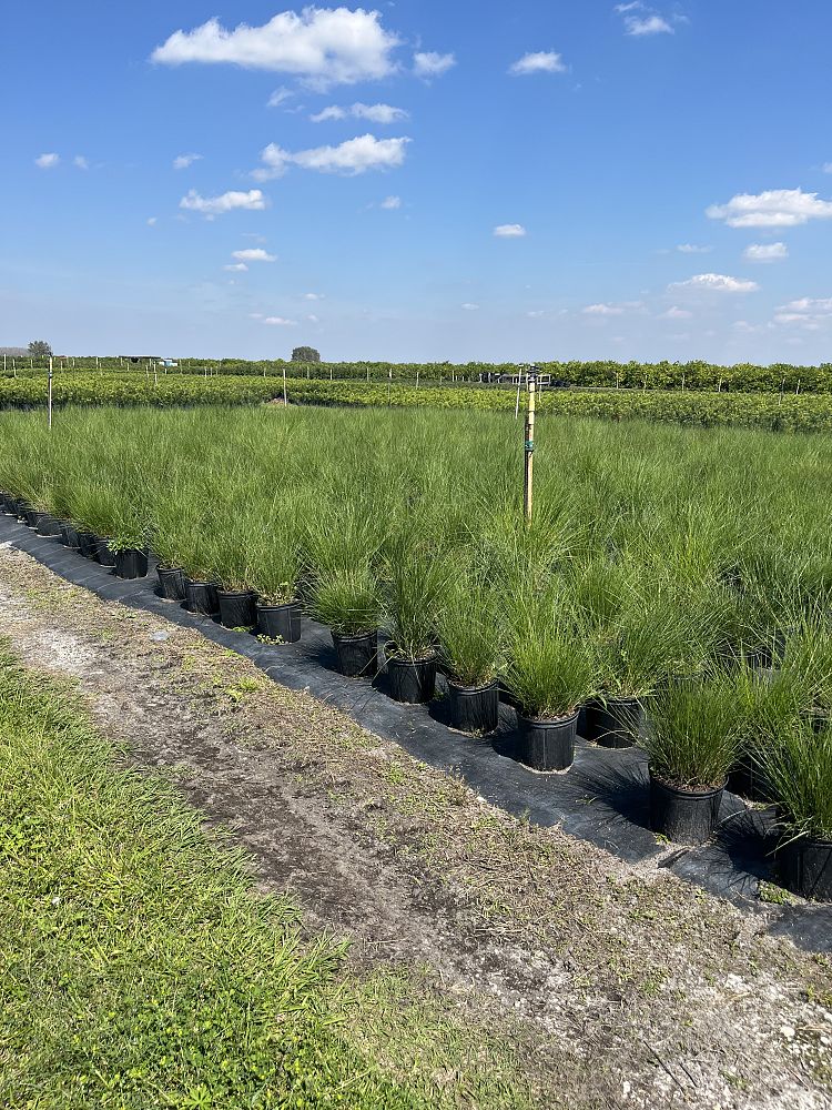 muhlenbergia-capillaris-gulf-coast-muhly-grass-hair-awn-muhly-pink-muhly-grass