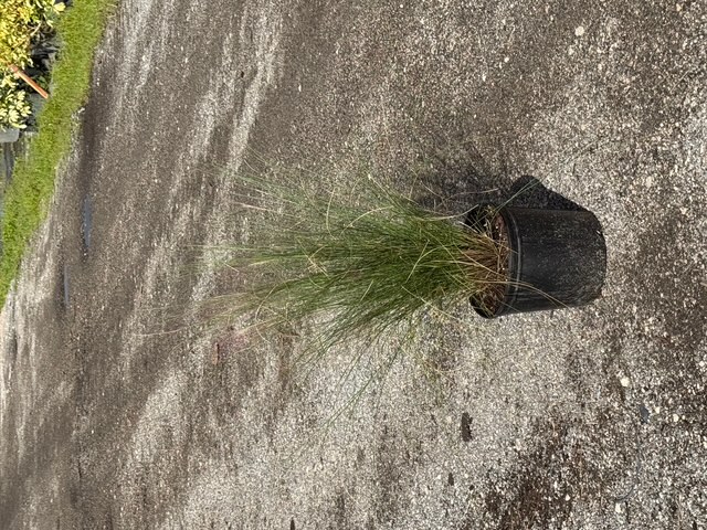 muhlenbergia-capillaris-gulf-coast-muhly-grass-hair-awn-muhly-pink-muhly-grass