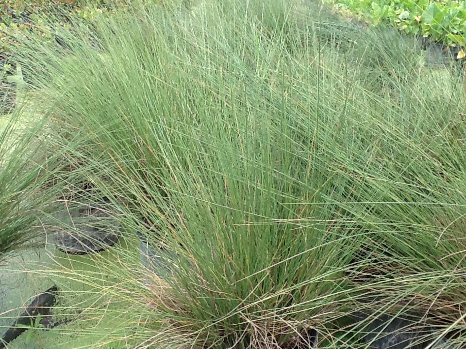 muhlenbergia-capillaris-gulf-coast-muhly-grass-hair-awn-muhly-pink-muhly-grass
