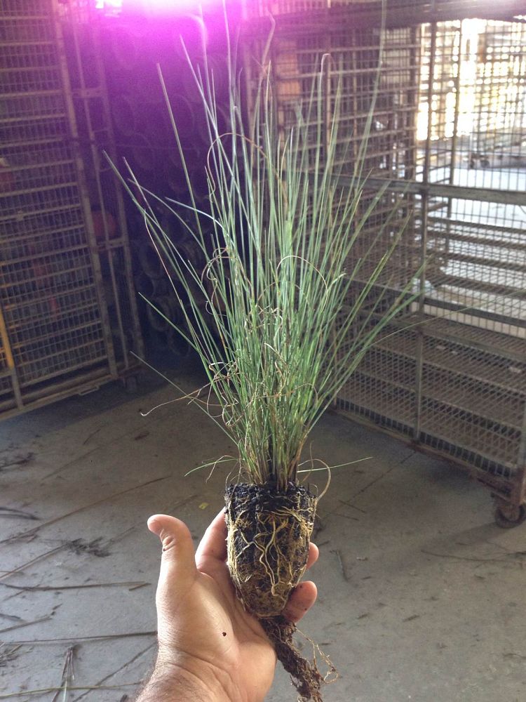 muhlenbergia-capillaris-gulf-coast-muhly-grass-hair-awn-muhly-pink-muhly-grass