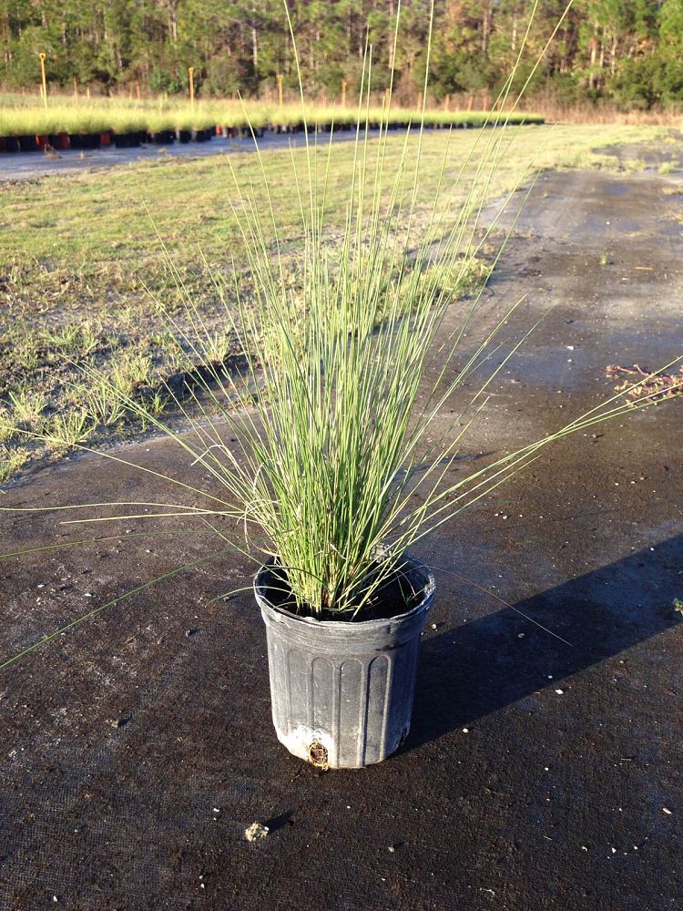 muhlenbergia-capillaris-gulf-coast-muhly-grass-hair-awn-muhly-pink-muhly-grass