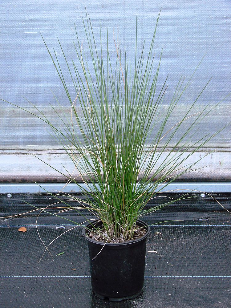 muhlenbergia-capillaris-gulf-coast-muhly-grass-hair-awn-muhly-pink-muhly-grass