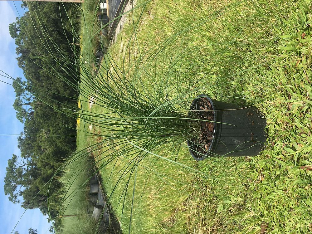 muhlenbergia-capillaris-gulf-coast-muhly-grass-hair-awn-muhly-pink-muhly-grass